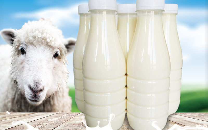 绵羊奶和山羊奶成分上没有太大区别