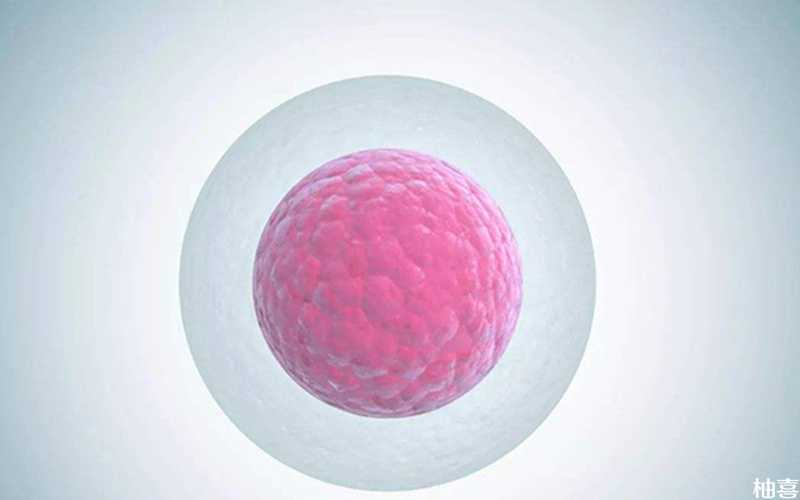 卵泡透明带异常会影响生育