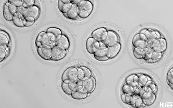 卵子透明带异常做二代试管养囊后可以成功怀孕吗?
