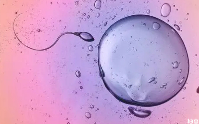 卵子透明带异自然受孕的概率很低