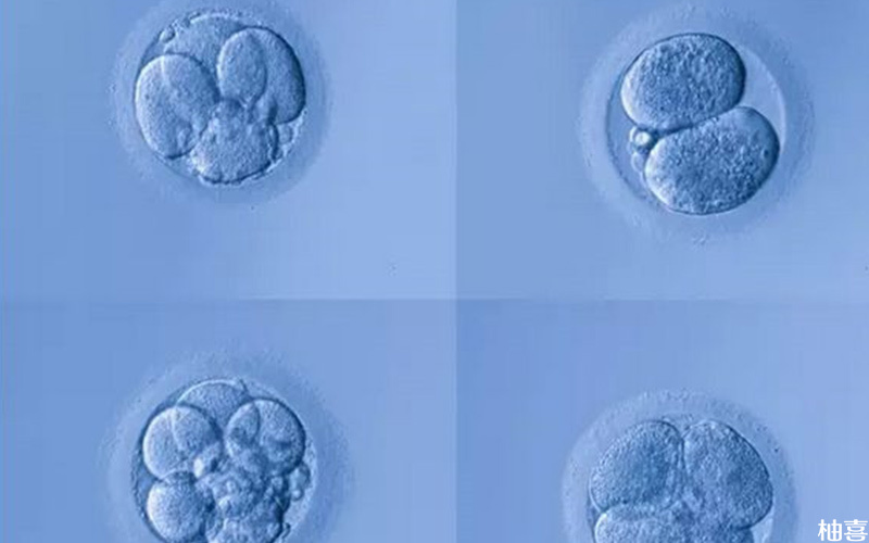 卵子透明带异常会影响怀孕