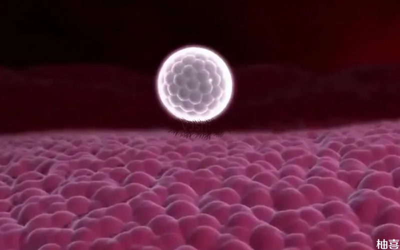 鼻炎药可能影响胚胎着床