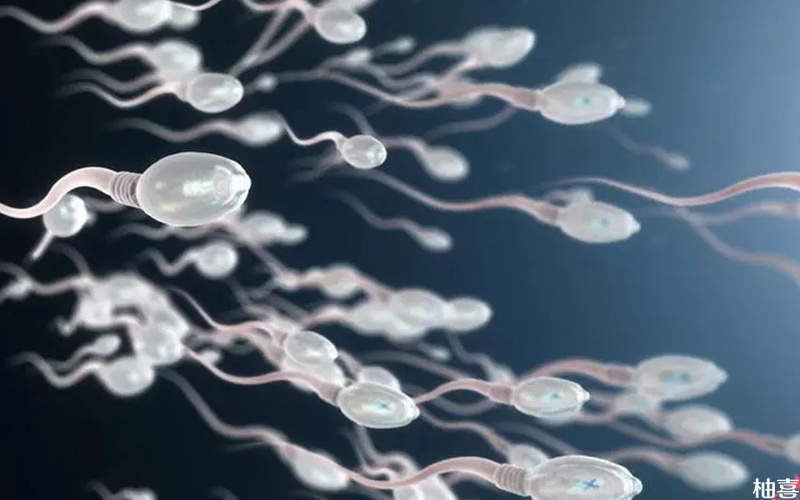 精子碎片率高于80%会影响受孕