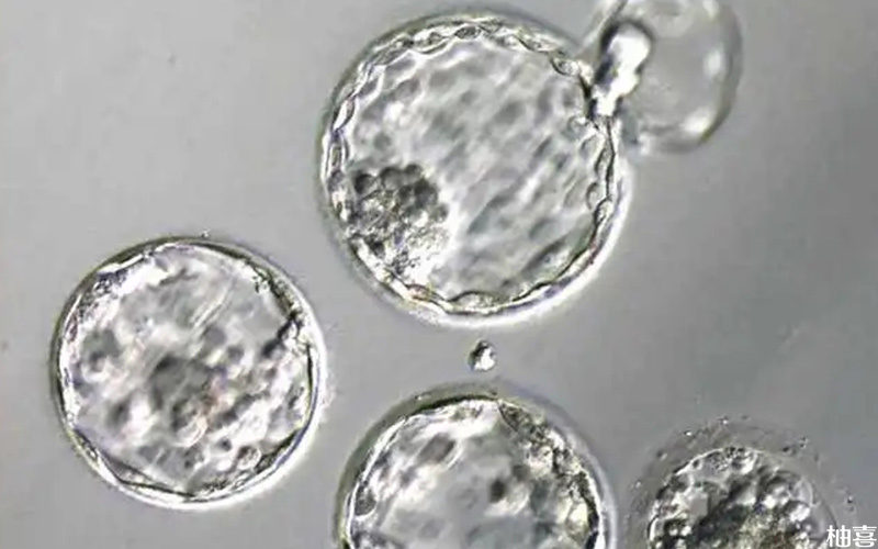 马赛克胚胎移植成功率不高