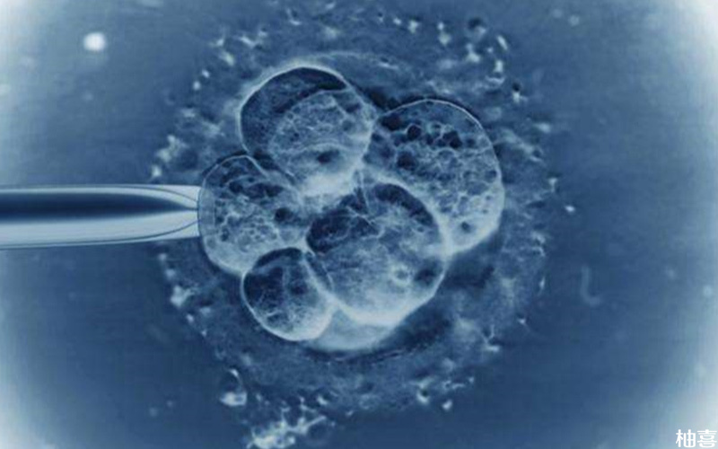 马赛克胚胎移植成功率低