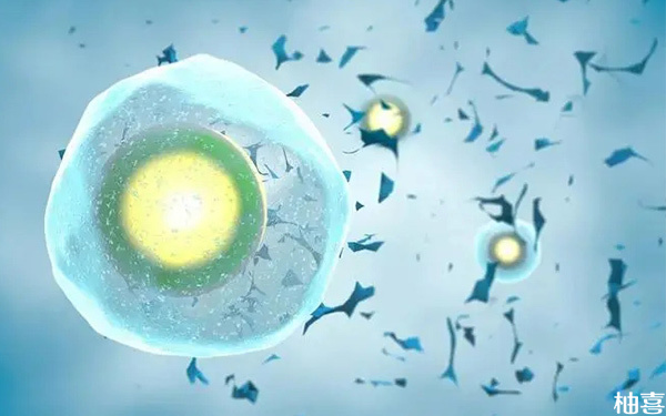 胚胎发育成桑葚胚后是16个细胞还是8个细胞?