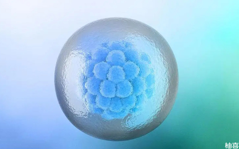桑椹胚是早期胚胎发育的一个阶段