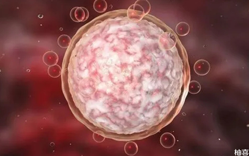 桑椹胚是多细胞动物全裂卵的卵裂期