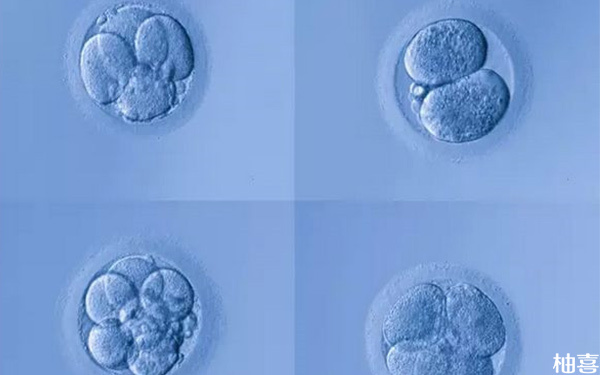 发育3天形成的桑葚胚胎是不是太快了?
