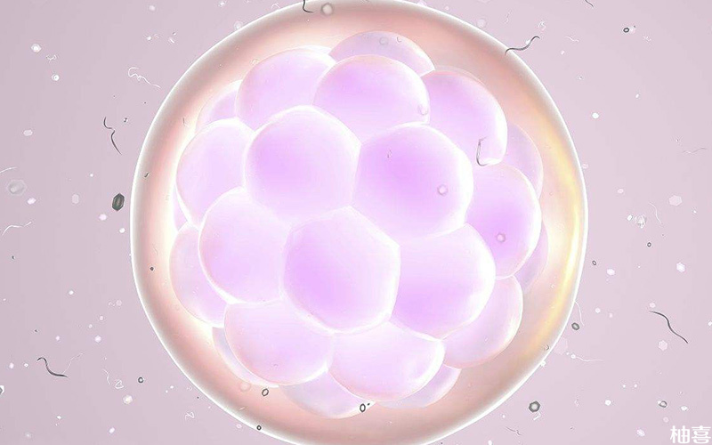 桑葚胚一般是三天的胚胎