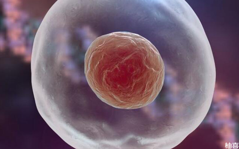 优质卵泡是怀孕的先决条件之一