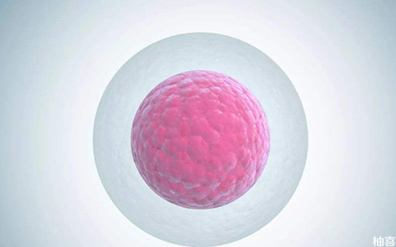 喝蛋白粉能促进卵泡发育