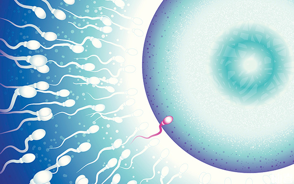 试管婴儿取卵后卵泡和精子结合成功配对的概率有多少?