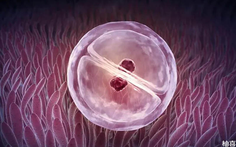 移植后用间苯三酚能帮助胚胎着床