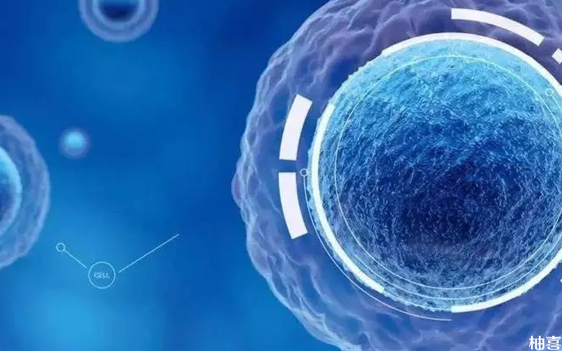 胚胎质量会影响供卵试管成功率