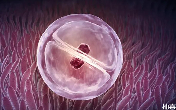 为什么囊胚移植第三天是着床最关键的时候?