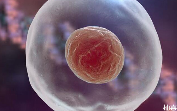 卵巢中的窦卵泡和基础卵泡是一样的还是有区别?