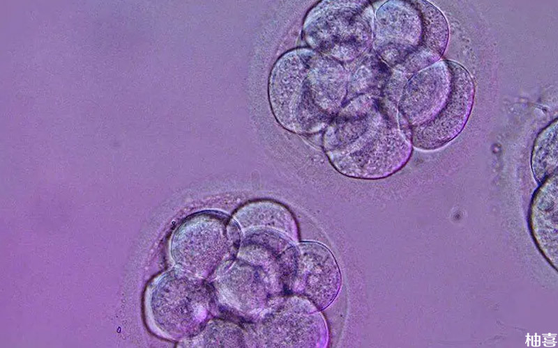囊胚发育阶段图