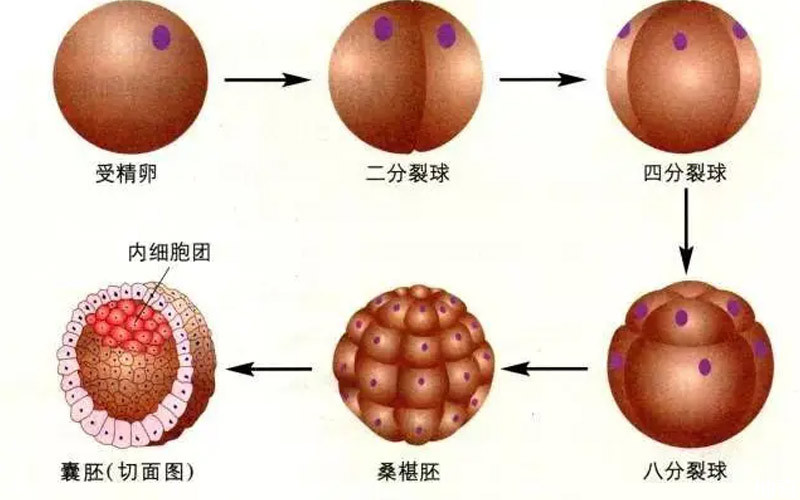 胚胎发育阶段