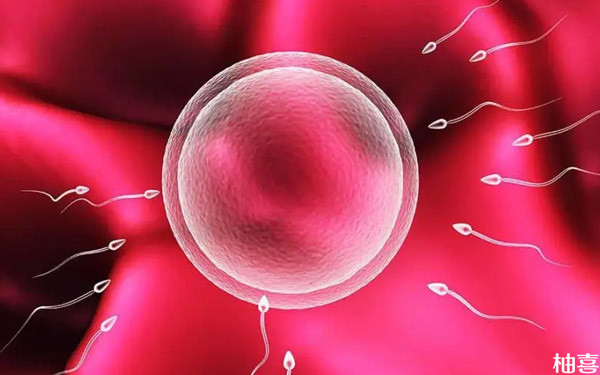 桑葚胚胎对比4bb囊胚，哪个好不止从区别来判断！