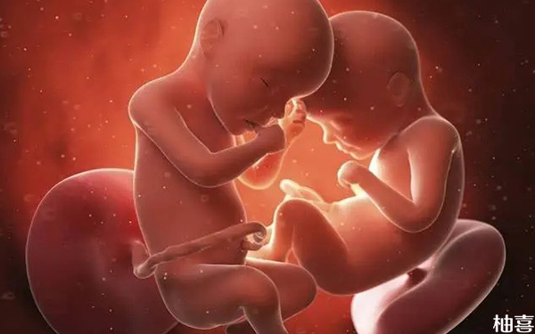 为什么移植鲜胚比冻胚更容易怀同卵双胎呢?