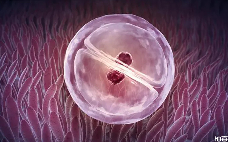 内膜转为C型胚胎不易着床