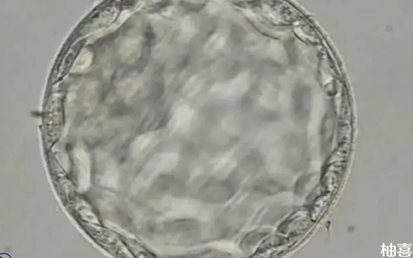 人工周期移植前培养7天的囊胚质量一定比5天的差吗?