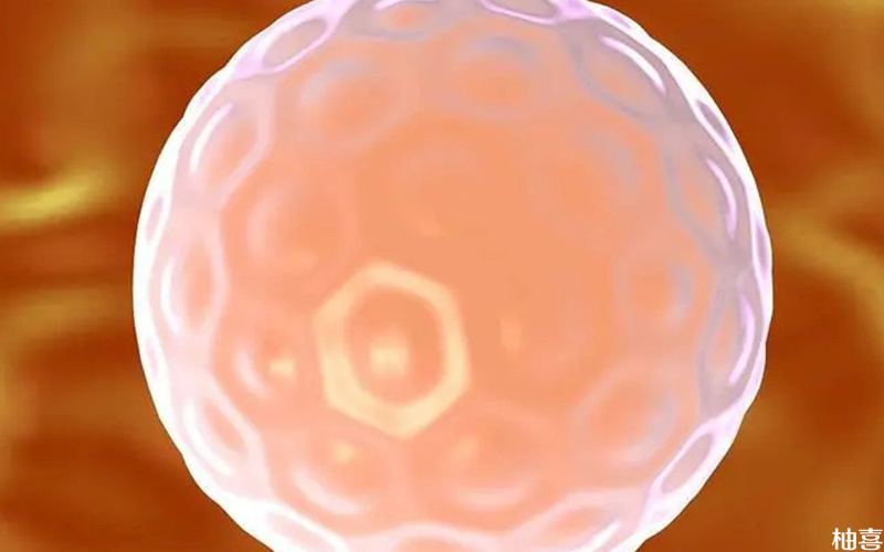养囊第3天即可观察胚胎质量