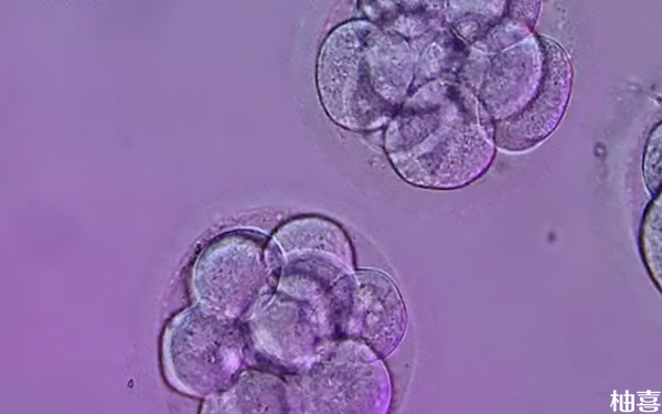 试管取卵后碎片率低的一级胚胎很难培养得到吗?