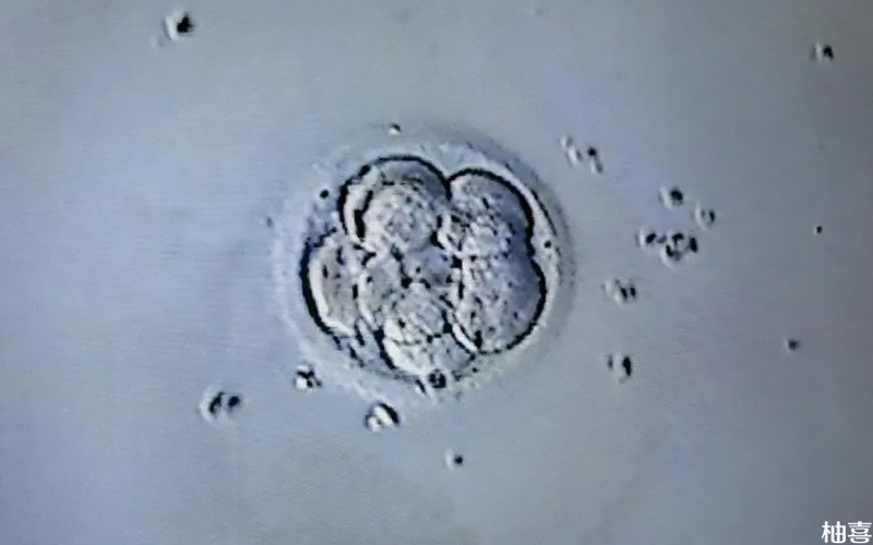 8细胞胚胎属于优质胚胎