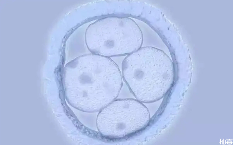 卵裂胚着床成功率能保持在30%-50%