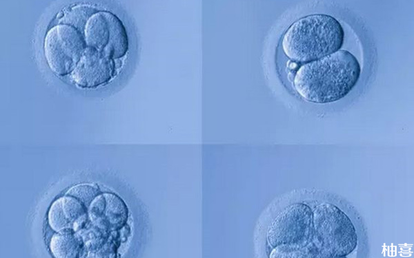 8细胞二级冷冻胚胎移植后着床成功率有多高?
