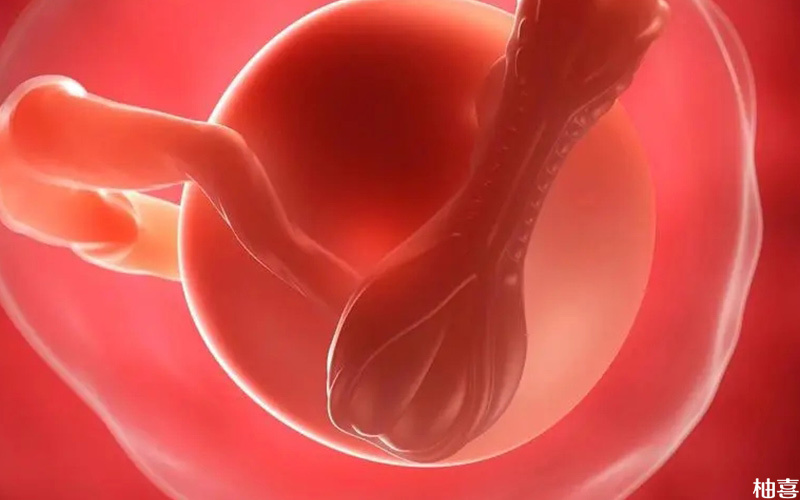 影响胚胎着床率的因素很多
