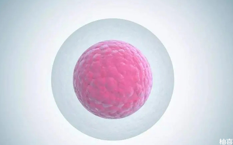 生长激素可促进卵泡发育