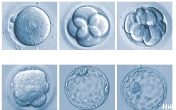为什么试管移植一个囊胚后容易分化发育成双胎?