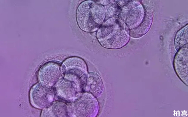 8细胞一级胚胎移植后的着床概率有多少?