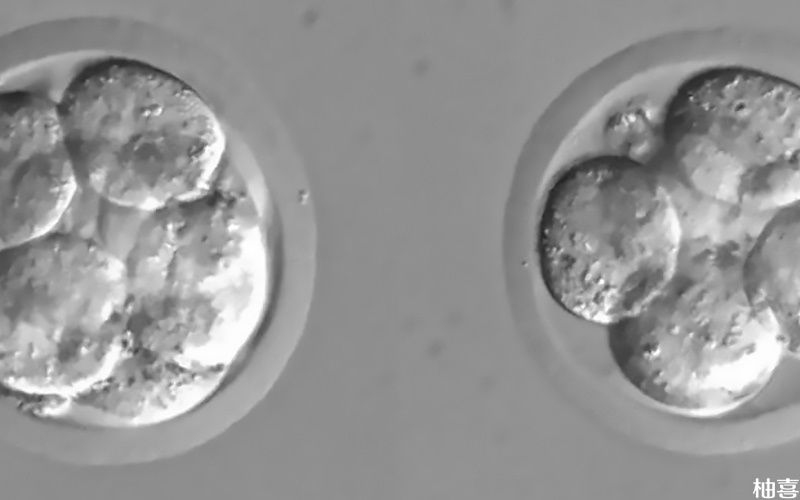 8细胞一级胚胎着床概率在50%左右