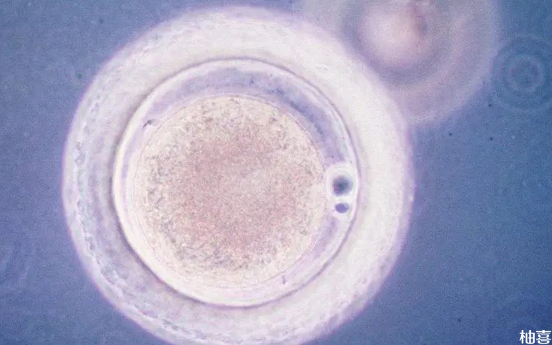 质量差的胚胎养囊成功率低