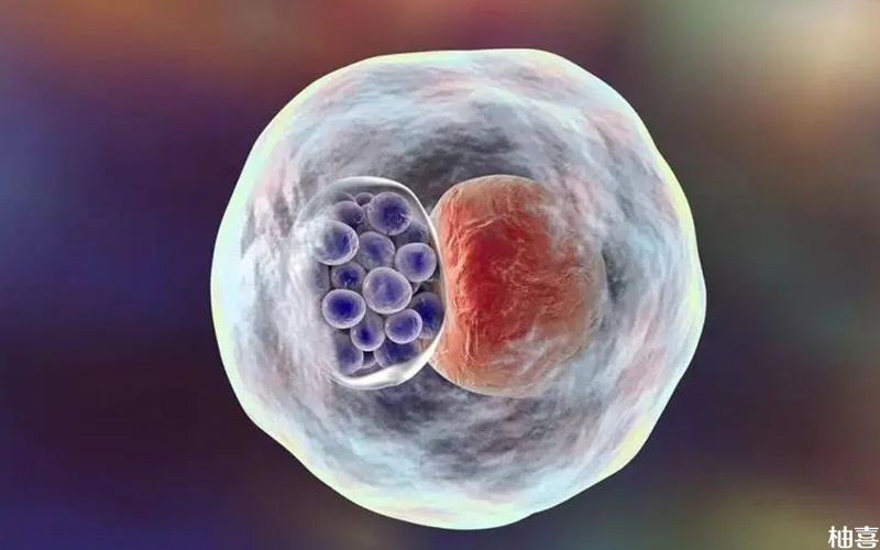 3bb级别的囊胚属于良好的胚胎