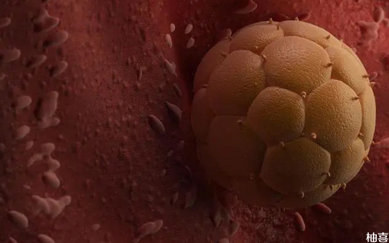 序贯移植2个胚胎都着床的概率为30%