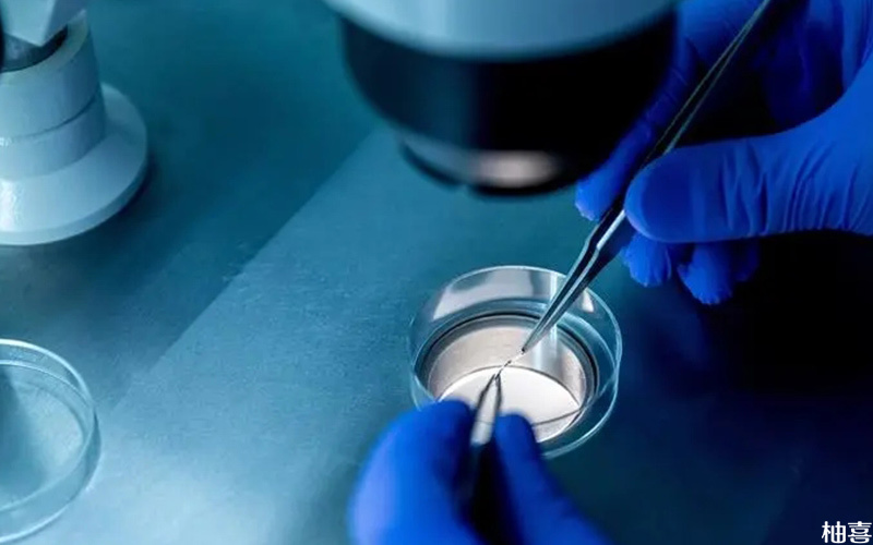 过早筛查胚胎可能损坏其质量