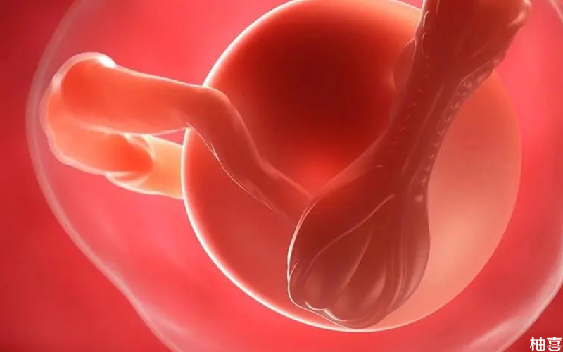 胚胎质量不佳会导致雌二醇值下降