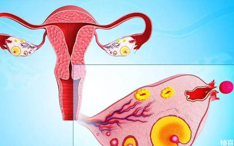 囊胚移植内膜转化后一般不会变薄