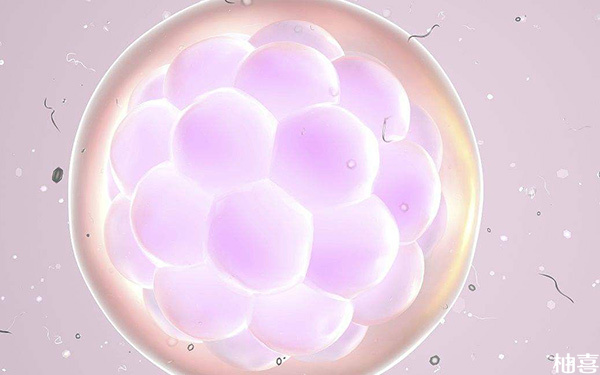 三天的一级优质融合胚胎移植成功率能达到多少呢?