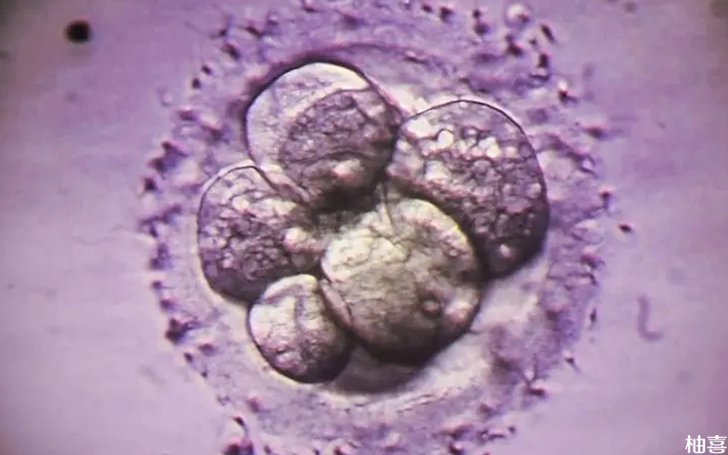 融合胚胎成功率能达到60%-70%