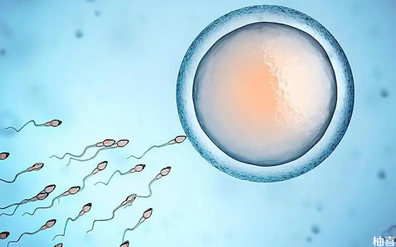 卵子质量较好受精后形成胚胎的时间段