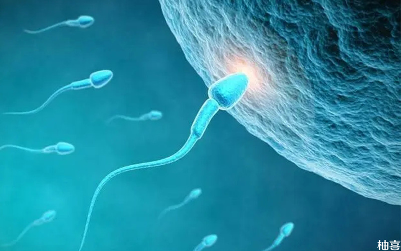 影响受精卵形成胚胎时间的因素有很多