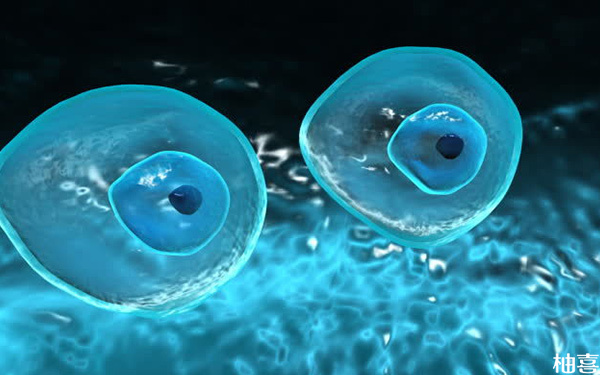 三代试管筛查出嵌合体30%的胚胎可以移植吗?