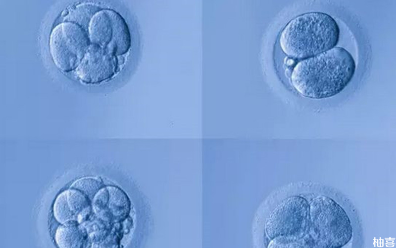 嵌合体胚胎移植成功率20%-30%左右
