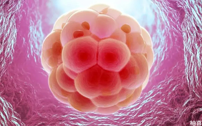 卵巢早衰卵泡的生长发育会受到影响